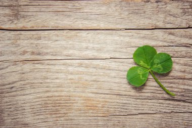 Doku Shamrock. Yonca. Seçici odak.
