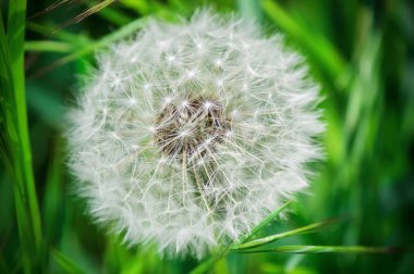 Karahindiba, Bahar. Seçici odak.