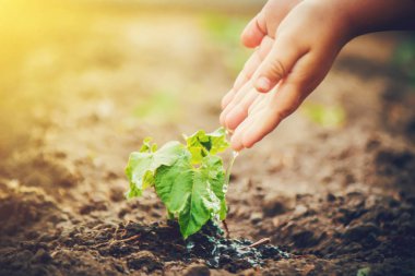 yeni bir hayat için bakım. Genç bitkilerin sulama. Çocuğun elleri. Seçici odak. 