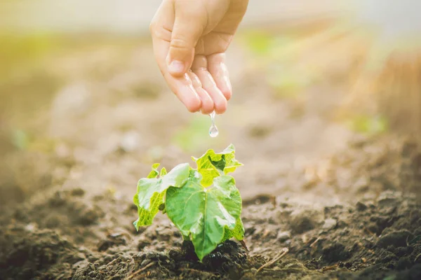 Merawat kehidupan baru. Mengairi tanaman muda. Tangan anak itu. Fokus selektif . — Stok Foto