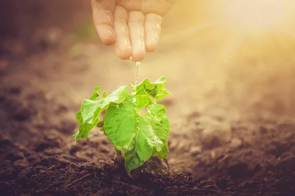 Prendersi cura di una nuova vita. Annaffiare le piante giovani. Le mani del bambino. Focus selettivo . — Foto Stock