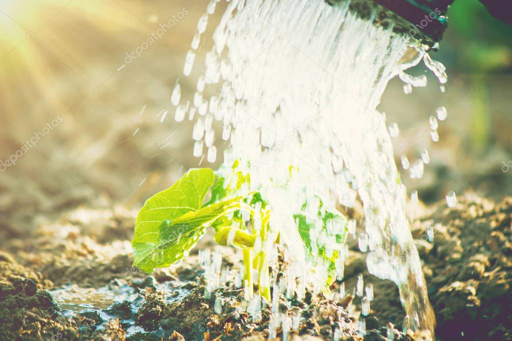 caring for a new life. Watering young plants. Selective focus. 