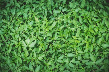 Fide domates. Yaprak yeşil doku. Yaprak doku arka plan. Seçici odak.