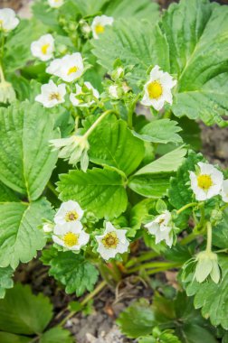 Çilek çiçeklenme. Yaprak yeşil doku. Yaprak doku arka plan. Seçici odak. 