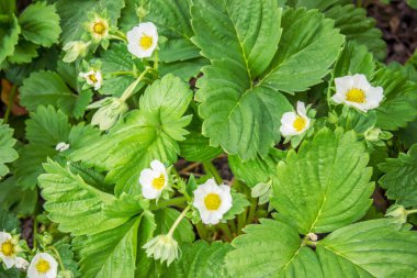 Çilek çiçeklenme. Yaprak yeşil doku. Yaprak doku arka plan. Seçici odak. 
