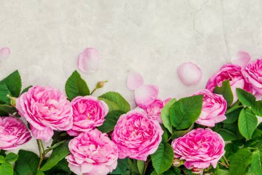 Pembe Gül ile güzel arka plan. Seçici odak. 