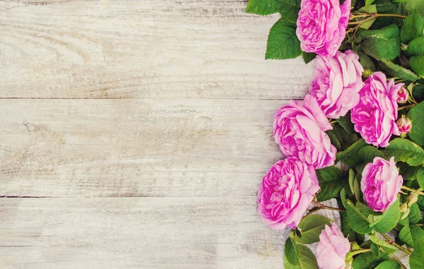 핑크 장미와 아름 다운 배경입니다. 선택적 초점. — 스톡 사진