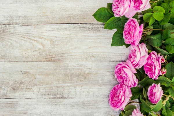 Hermoso fondo con rosas rosadas. Enfoque selectivo . — Foto de Stock