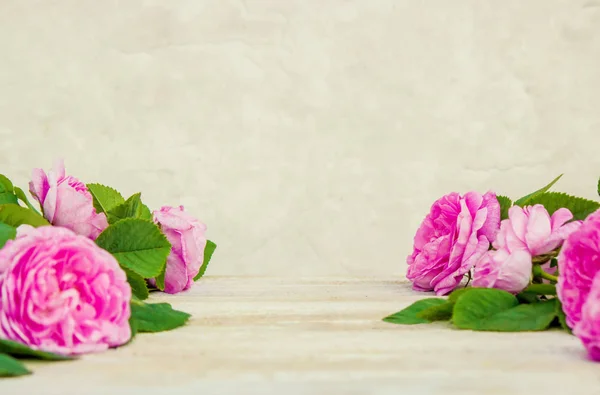 Прекрасний фон з рожевими трояндами. Вибірковий фокус . — стокове фото