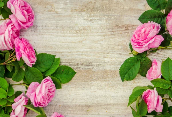 Hermoso fondo con rosas rosadas. Enfoque selectivo . — Foto de Stock