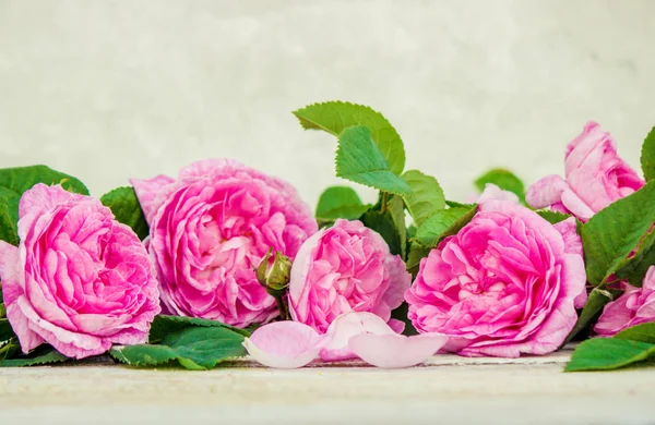 Fundo bonito com rosas rosa. Foco seletivo . — Fotografia de Stock