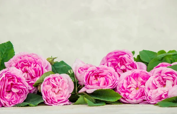 Fundo bonito com rosas rosa. Foco seletivo . — Fotografia de Stock