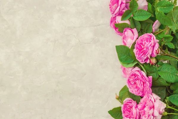 Hermoso fondo con rosas rosadas. Enfoque selectivo . — Foto de Stock