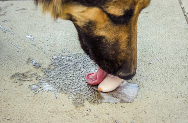 개는 딸기와 아이스크림을 먹는다. 선택적 초점. — 스톡 사진