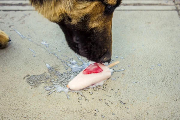 Dog eats ice cream with strawberries. Selective focus.