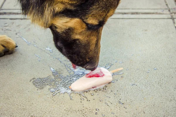 개는 딸기와 아이스크림을 먹는다. 선택적 초점. — 스톡 사진