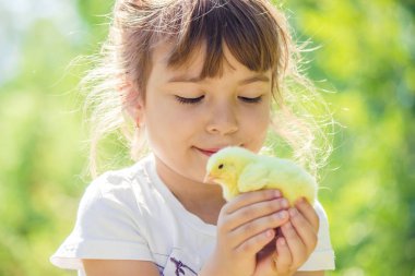 Çocuk bir tavuk elinde tutar. Kız ve kuş. Seçici odak. 