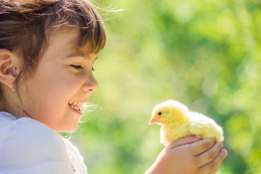 Çocuk bir tavuk elinde tutar. Kız ve kuş. Seçici odak. 