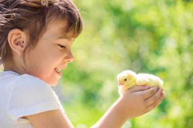 Çocuk bir tavuk elinde tutar. Kız ve kuş. Seçici odak. 