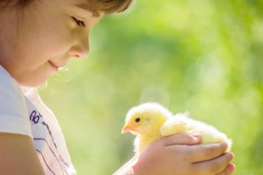 Çocuk bir tavuk elinde tutar. Kız ve kuş. Seçici odak. 