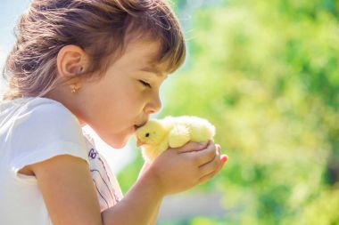 Çocuk bir tavuk elinde tutar. Kız ve kuş. Seçici odak. 