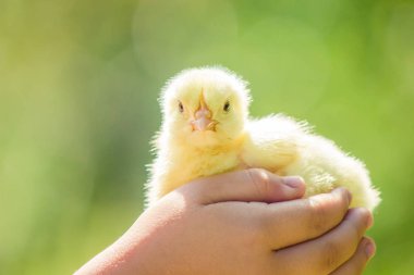 Chicken little çocuk elinde. Seçici odak.