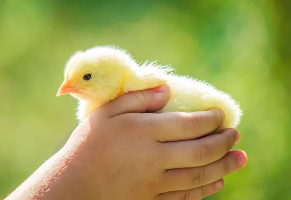 Chicken little çocuk elinde. Seçici odak. — Stok fotoğraf