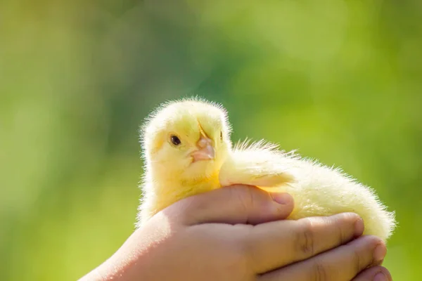 Chicken little çocuk elinde. Seçici odak. — Stok fotoğraf