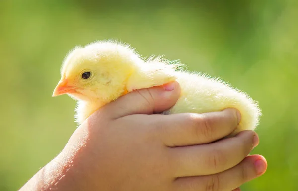 Pollo piccolo nelle mani dei bambini. Focus selettivo . — Foto Stock