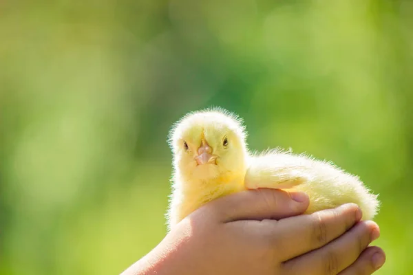 Chicken little in the children's hands. Selective focus. — Stock Photo, Image