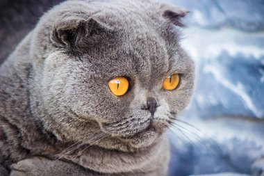 İskoç fold kedidir. Seçici odak. 