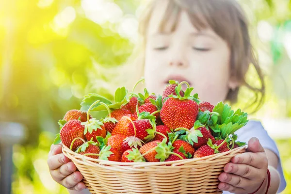 Kind en aardbei. Selectieve aandacht. — Stockfoto