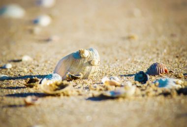 Sahilde arka plan bulanık. Seçici odak.