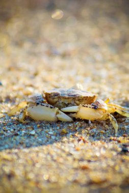 Deniz Yengeç kum üzerinde. Seçici odak.