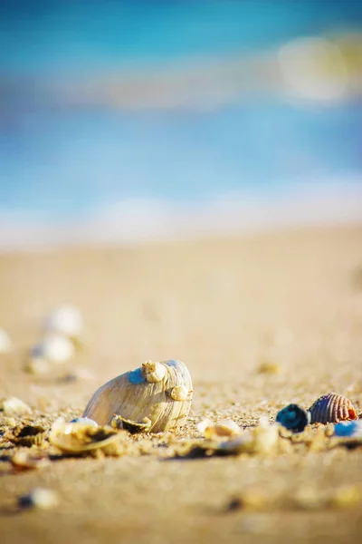Blurred background on the beach. Selective focus. — Stock Photo, Image