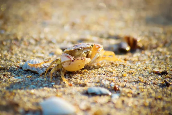 砂の上海蟹。選択と集中. — ストック写真
