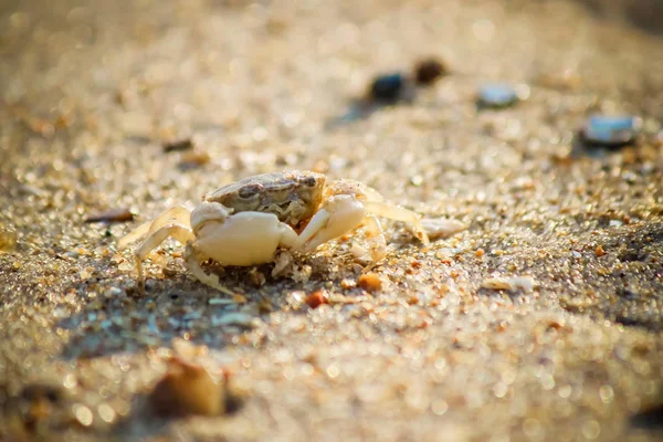 Морской краб на песке. Селективный фокус . — стоковое фото