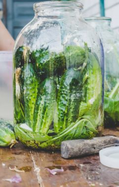 Salatalık dekapaj için hazırlık. Koruma. Seçici odak. 