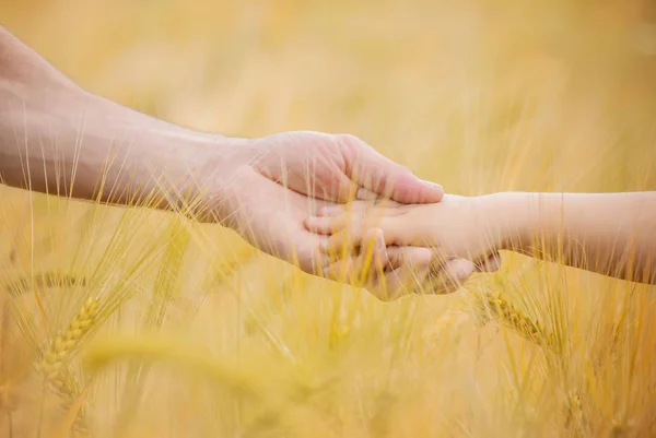 A kéz, a gyermek és az apa a búzamező. Szelektív összpontosít. — Stock Fotó