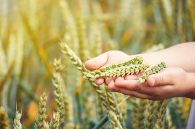 çocuk elinde buğday spikelets. seçici odak. 