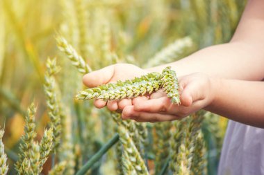 çocuk elinde buğday spikelets. seçici odak. 