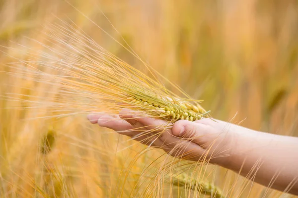 Spikelets búza a gyerekek kezébe. szelektív összpontosít. — Stock Fotó