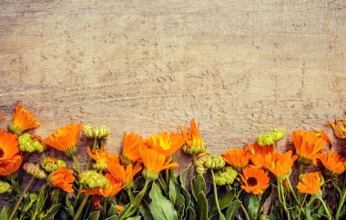 Calendula officinalis ahşap arka plan üzerinde. Seçici odak. 