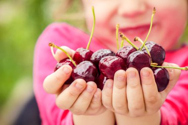 Kırmızı Kiraz çocuk eller. seçici odak. 