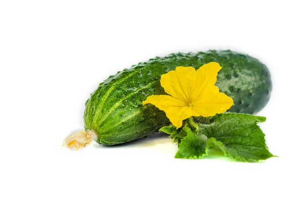 Cucumber on a white background. Selective focus. — Stock Photo, Image