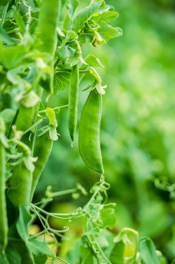 büyüyen bezelye. seçici odak.