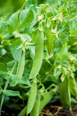 büyüyen bezelye. seçici odak.