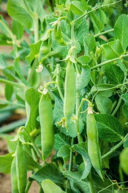 büyüyen bezelye. seçici odak.