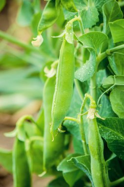 büyüyen bezelye. seçici odak.