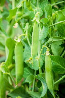 büyüyen bezelye. seçici odak.